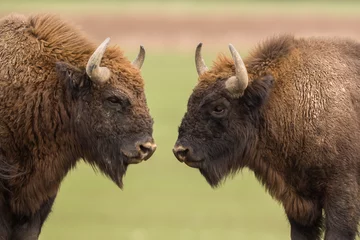 Muurstickers Europese bizon - Bison bonasus in het Knyszyn-woud (Polen) © szczepank