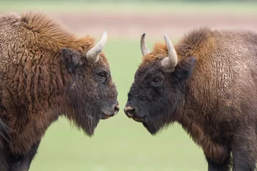 Keuken spatwand met foto European bison - Bison bonasus in the Knyszyn Forest (Poland) © szczepank