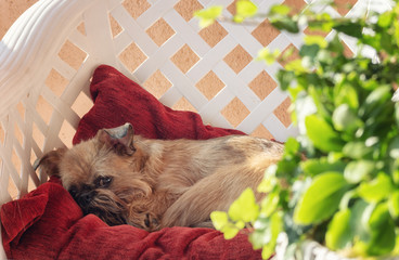 Brussels Griffon is resting on a chair on the terrace surrounded with plants