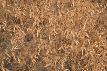 A ripe crop of field peas on a Saskatchewan farm creates an interesting pattern or background