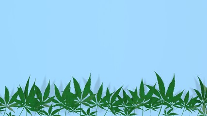 Cannabis, marijuana on blue background. Horizontal position. 3d render