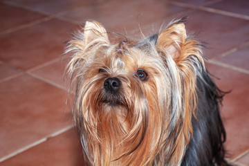 Little sweet Yorkie looks into a camera's lens.