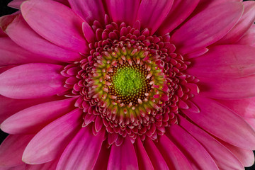 Obraz premium Vibrant Pink Gerbera Daisy Flower Blooming Closeup