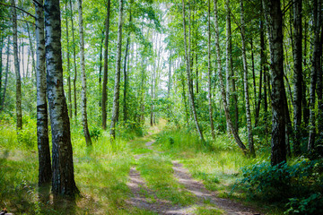 path in forest