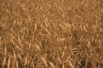 A ripe crop of field peas on a Saskatchewan farm creates an interesting pattern or background