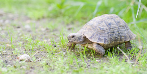 Tortue greaca 