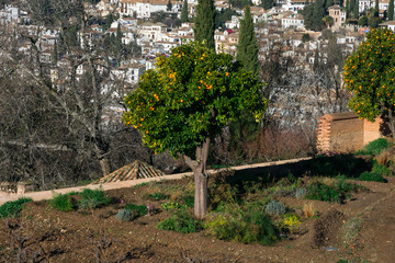 Orange tree at Generalife gardens. City of Granada on the background. Granada, Spain