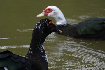 O lado negro da força