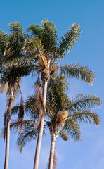 Looking up at several palm trees with a bright blue cloudless sky behind it