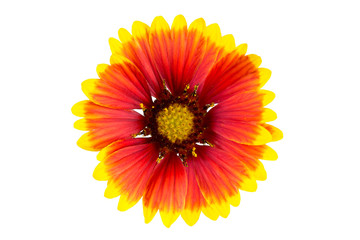 Indian blanket flower (gaillardia x grandiflora)