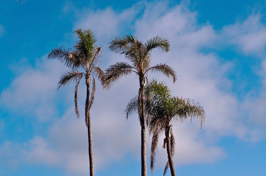 Three palms trees seen in front of a bright blue sky with wispy white clouds in it 