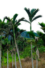 Obraz premium Moody and untouched Nature in Taiwan