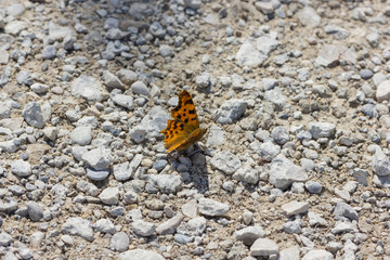 Schmetterling