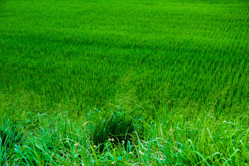 Moody and untouched Nature in Taiwan