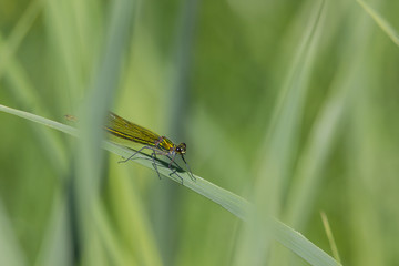 Libelle