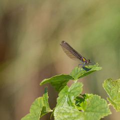 Libelle