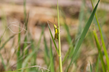 Heuschrecke