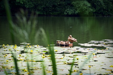 A duck family on the pond. City park, summertime