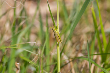 Heuschrecke
