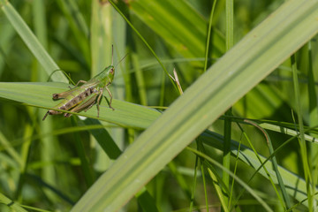 Heuschrecke