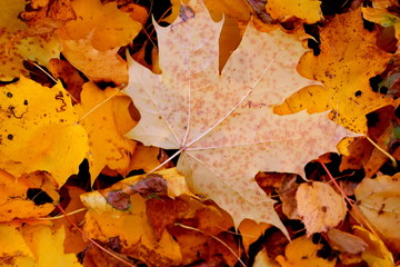 Yellow leaf, fall time. Nature background