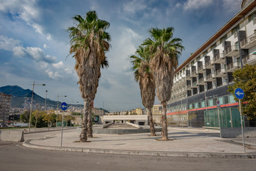 Palm trees Salerno Italy - 232350915