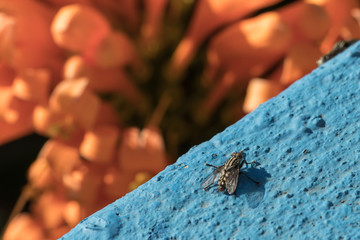Stubenfliege sitzt auf blauer Mauer