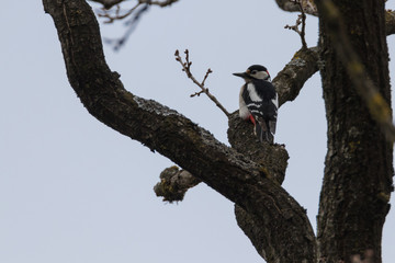 Buntspecht sitz auf dem Baum