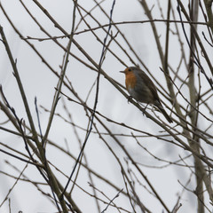 Rotkehlchen auf dem Ast