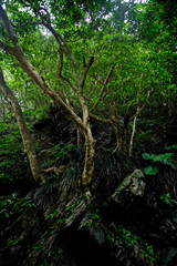 Fototapeta na wymiar Moody nature of Taroko Gorge in Taiwan