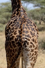 Obraz premium Giraffe