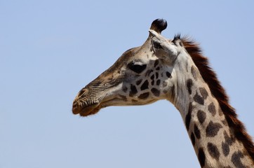 Giraffe