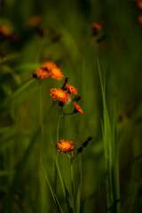 Orange Hawkweed