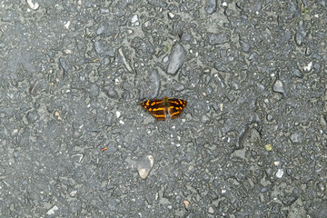 Butterfly on the Road