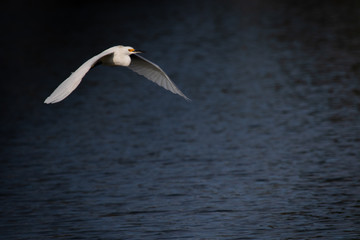 egret in flight
