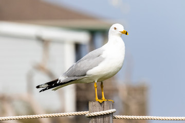 Ring-billed Gull on post