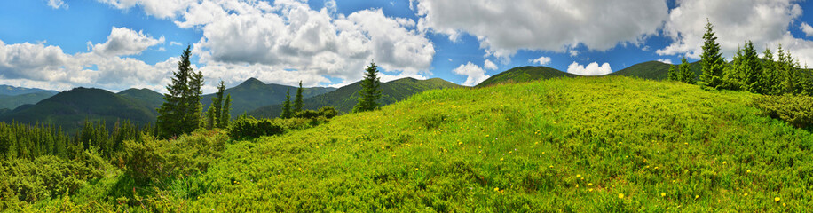 Green meadow in summer mountains