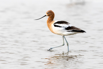 American Avocet at low tide