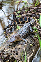 American alligator hatchling