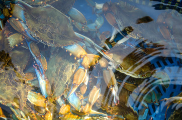 Rich catch of blue crab. Basket with blue crabs under sea water