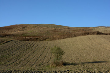 TERRENO PER COLTIVAZIONI, CAMPANIA, ITALIA.