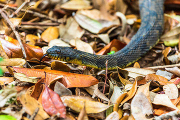 Yellow Bellied water snake in the leaves