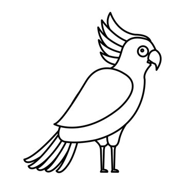 recommend clip art: cockatoo exotic bird tropical
