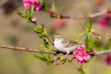 Chipping Sparrow perched in peach tree