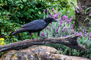 Obraz premium American Crow in old branch