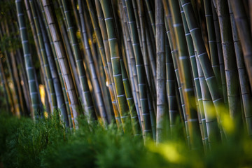 Bamboo in the Park green-brown wall. Benches, flowers along stems of bamboo.