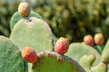 Prickly pear, cactus fig with fruits called also Opuntia, growing near to the sea in the summer time. Greece