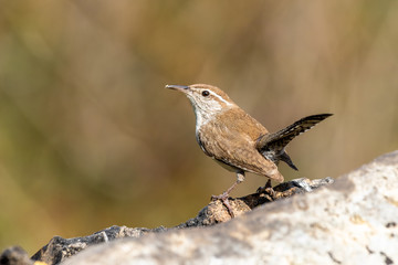 Carolina Wren