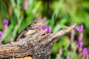 Texas spiny lizard on old branch