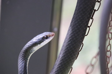 Naklejka premium Black racer snake.
